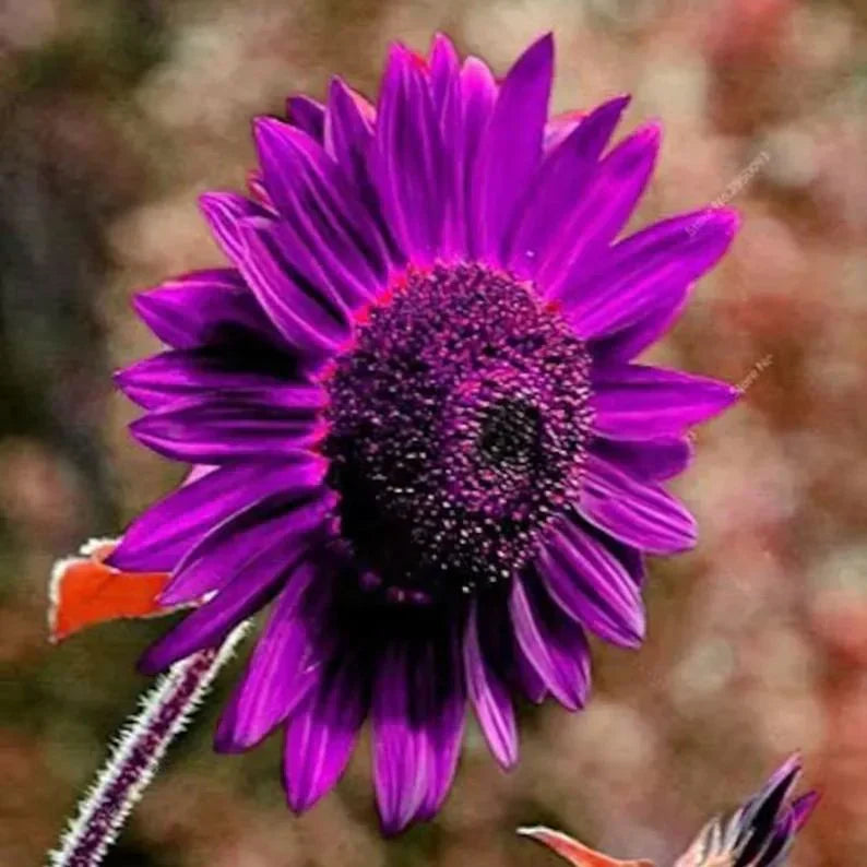 💜Rare purple sunflowers, stunning the entire garden at first glance.