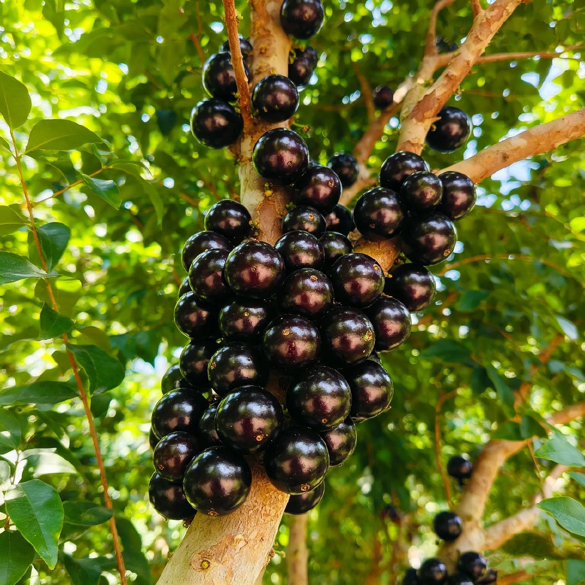 Jaboticaba Exotic Fruit Plant forHome Garden