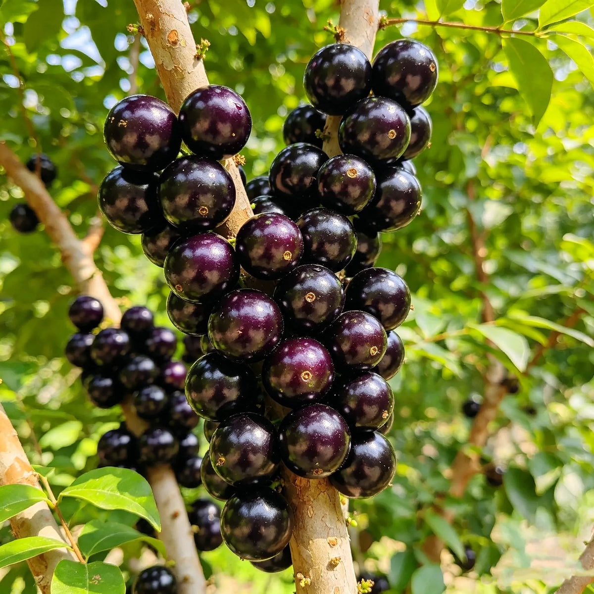 Jaboticaba Exotic Fruit Plant forHome Garden