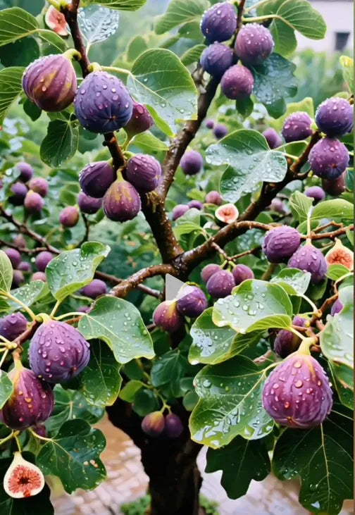 🍑Super Giant Fig Tree Plants - The Sweetness of a Peach in Every Bite! 🌟