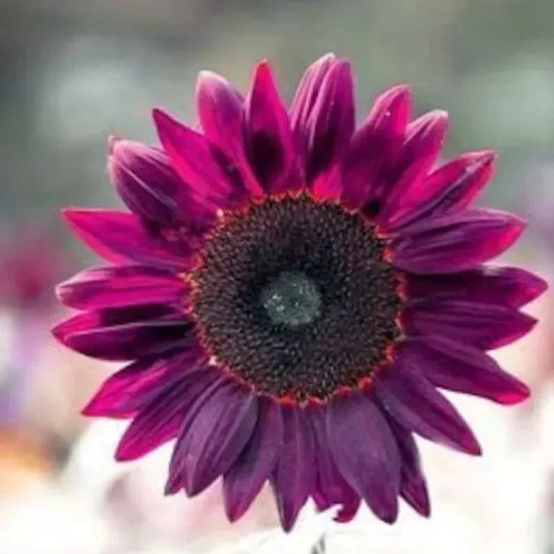💜Rare purple sunflowers, stunning the entire garden at first glance.