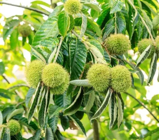 Chestnut Trees Live Plants – Seedlings