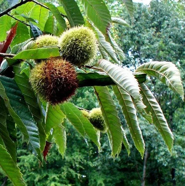 Chestnut Trees Live Plants – Seedlings