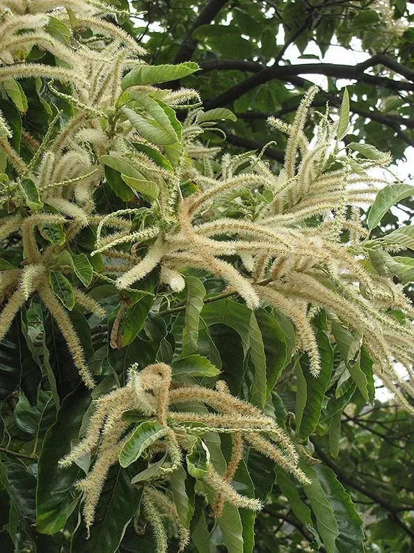 Chestnut Trees Live Plants – Seedlings