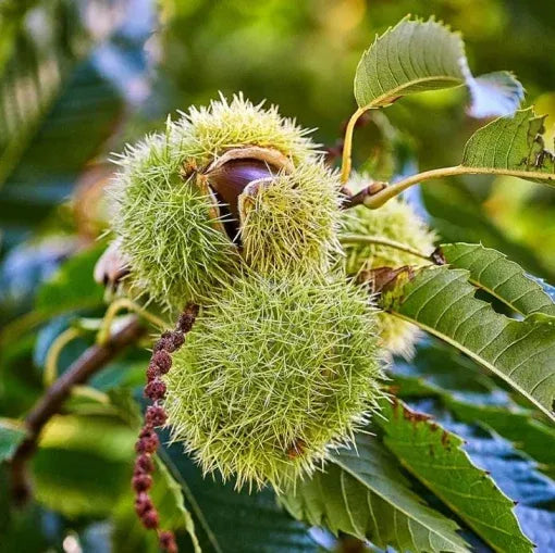 Chestnut Trees Live Plants – Seedlings