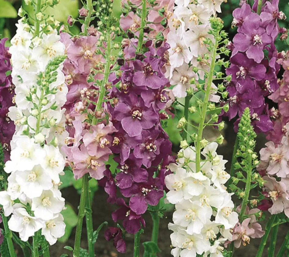Mullein Mix – Seeds