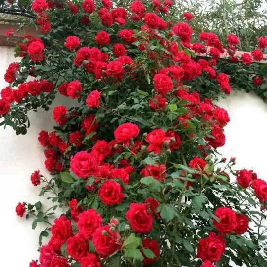 💐Beautiful Climbing Rose Seeds