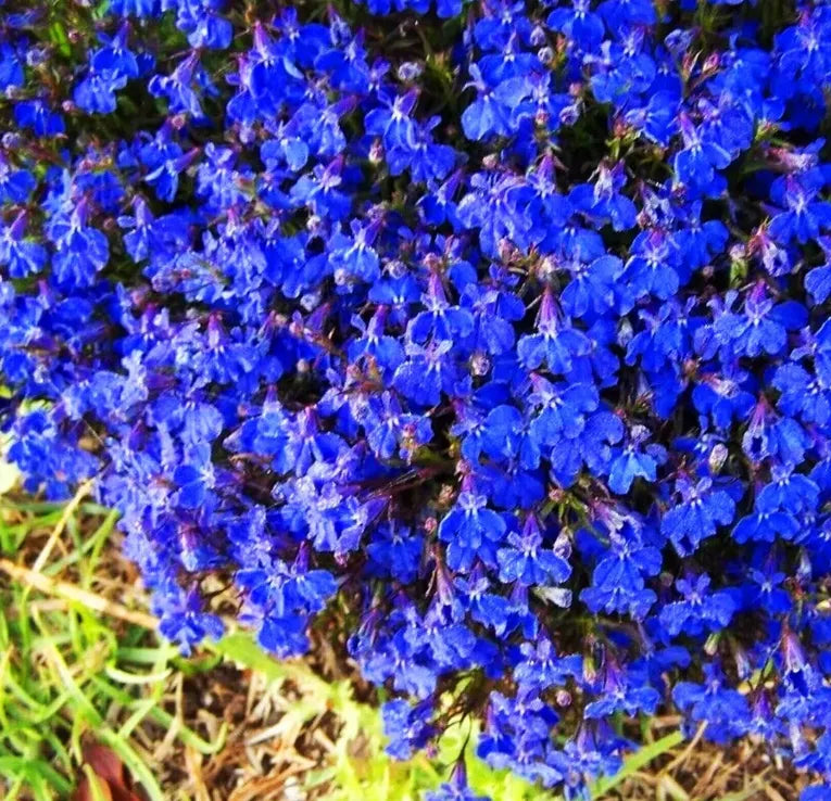 Creeping Thyme Homegrown SeedsEasy to Plant and Grow Non-GMOPerennial Flower Premium Seeds