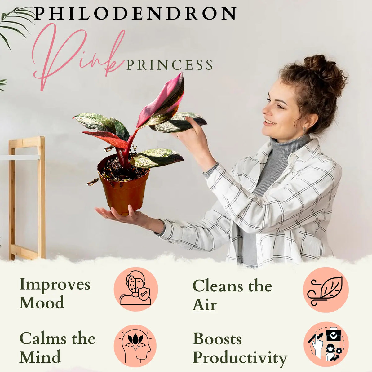Philodendron Pink Princess– Compact Indoor Houseplant with Pink Variegated Foliage
