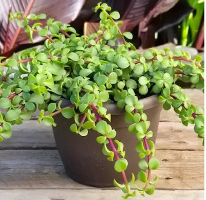 Live Jade Plant Seedlings – Easy-Care Indoor Succulent Plants