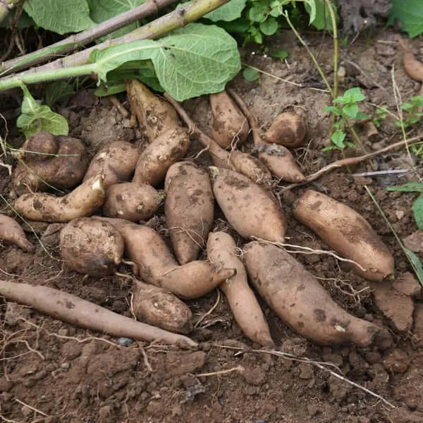 Yacon Seed Root crop seeds Seeds,