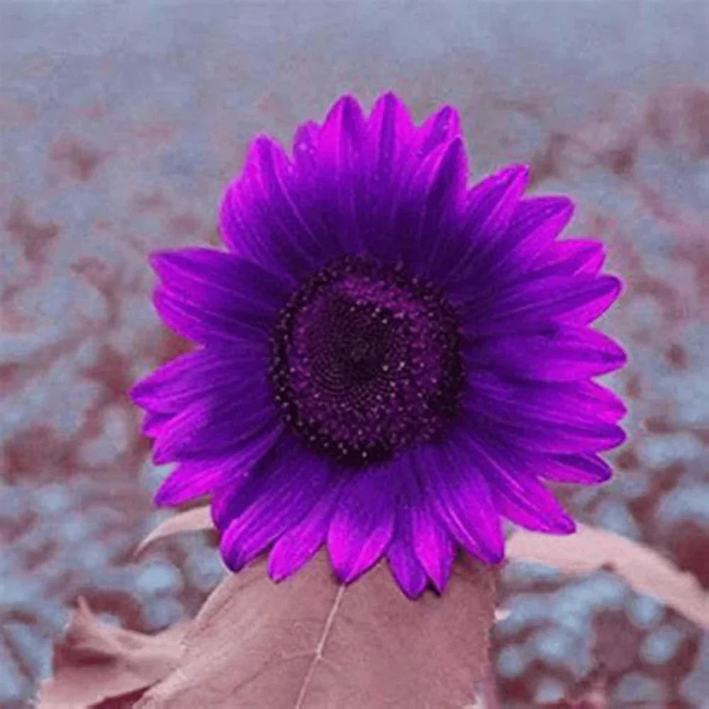 💜Rare purple sunflowers, stunning the entire garden at first glance.