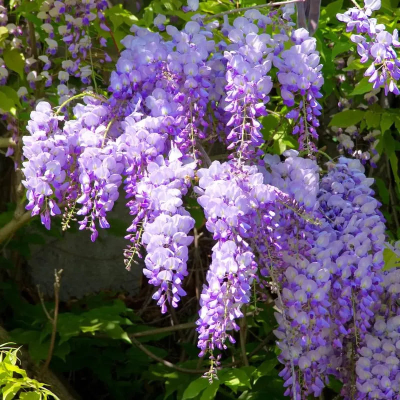 Wisteria Tree Live Plant Vines, Purple Blue Wisteria Fragrant Flowers Inc in Tall, Outdoor Growing