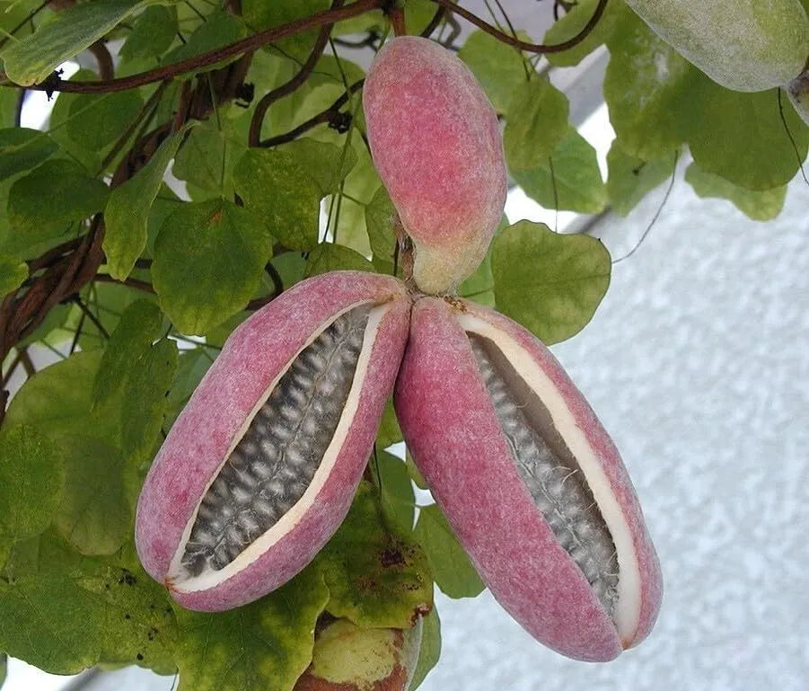 Chocolate Vine Plant, Akebia Quinata, Sweet Fruit Plant Well Rooted, Appx Akebia Fruit Plant Live, Akebia Plant for Outdoor Garden