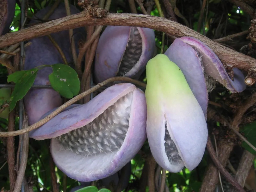 Chocolate Vine Plant, Akebia Quinata, Sweet Fruit Plant Well Rooted, Appx Akebia Fruit Plant Live, Akebia Plant for Outdoor Garden