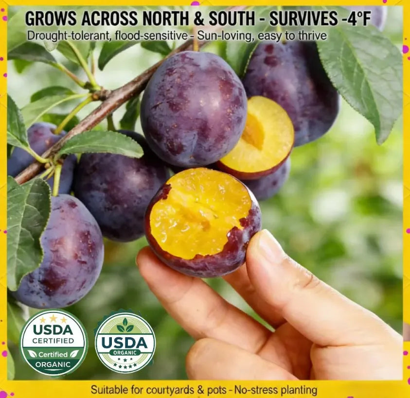 Non-GMOGrafted Plum TreeLive seedling