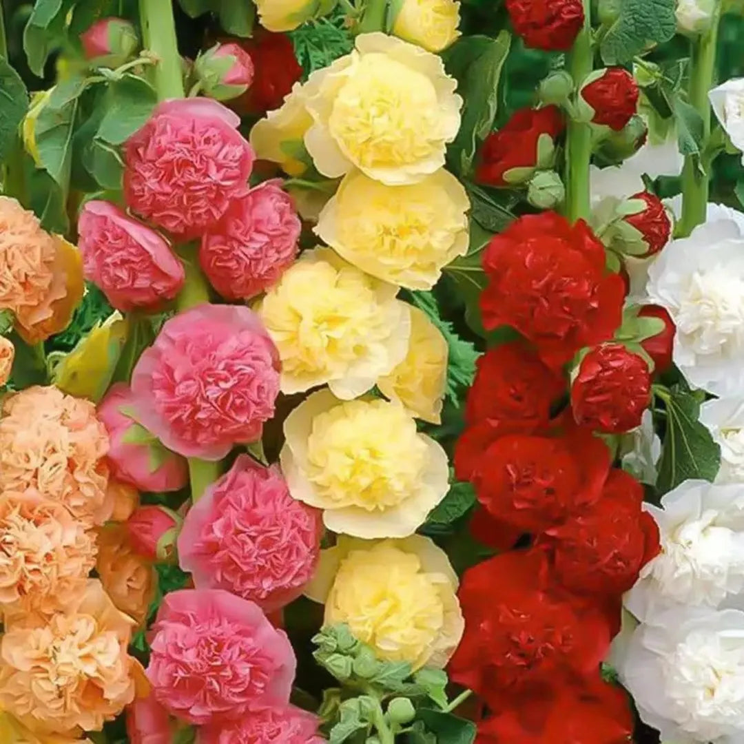 Double Hollyhock Flower Seeds For Tall Garden Blooms