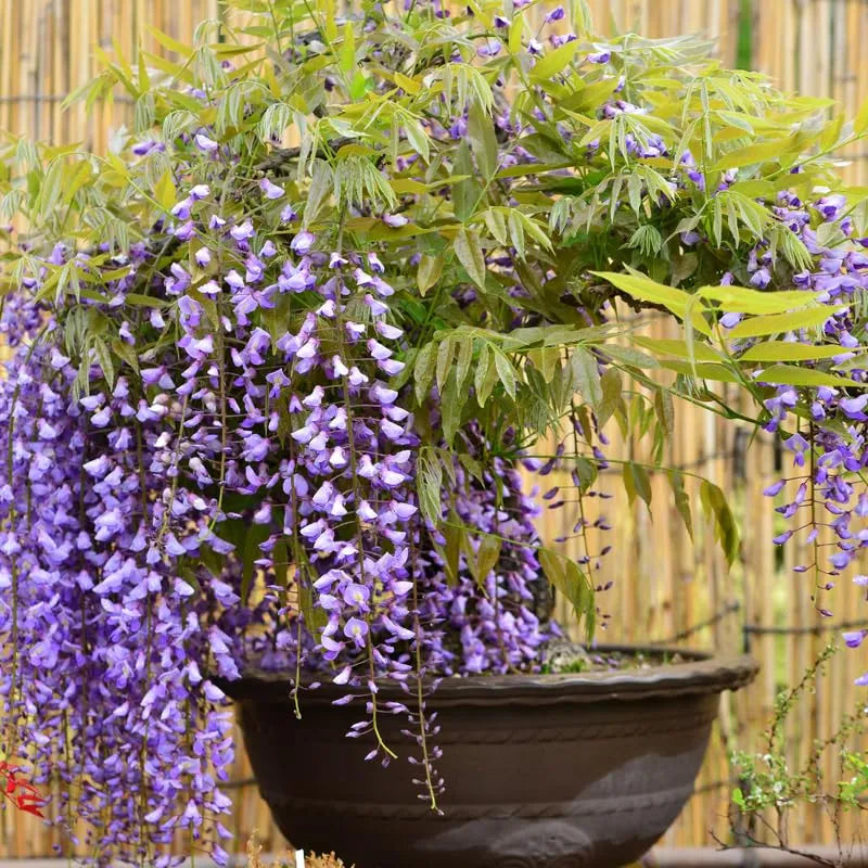Wisteria Tree Live Plant Vines, Purple Blue Wisteria Fragrant Flowers Inc in Tall, Outdoor Growing