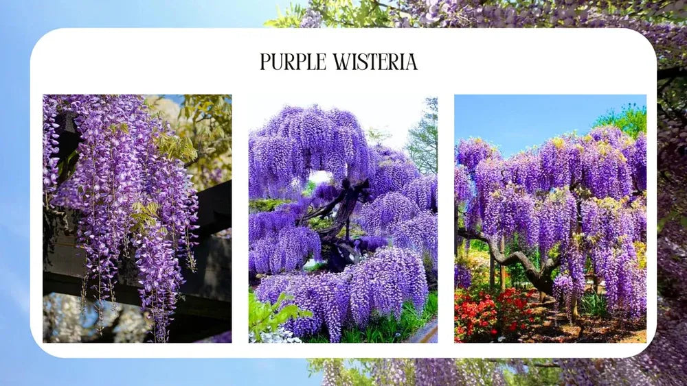 Wisteria Tree Live Plant Vines, Purple Blue Wisteria Fragrant Flowers Inc in Tall, Outdoor Growing