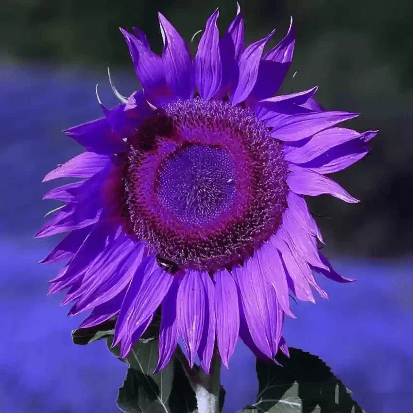 💜Rare purple sunflowers, stunning the entire garden at first glance.