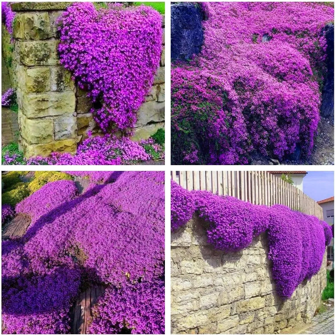 Creeping Thyme Homegrown SeedsEasy to Plant and Grow Non-GMOPerennial Flower Premium Seeds