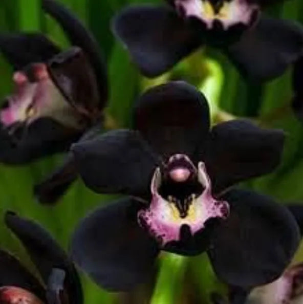 Heirloom Non-GMO Black Orchid Flower Seeds forPlanting - Rare Exotic Garden Blooms with HighGermination