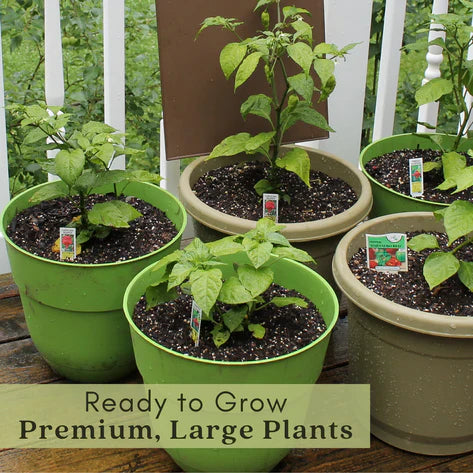 Ghost Bhut Jolokia Pepper | Live Plants | Non-GMO, High Yield,