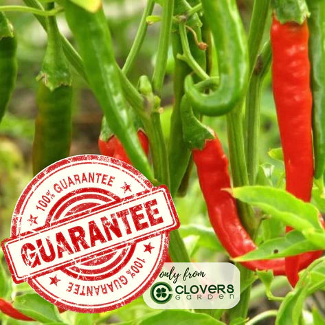 Ghost Bhut Jolokia Pepper | Live Plants | Non-GMO, High Yield,