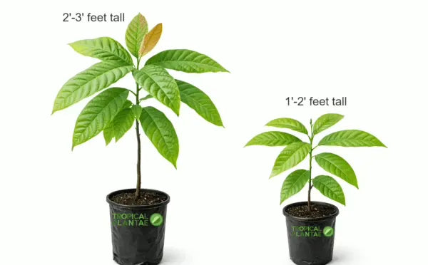 Forastero Cacao Tree (Theobroma cacao) – Live Tropical Cacao Plant
