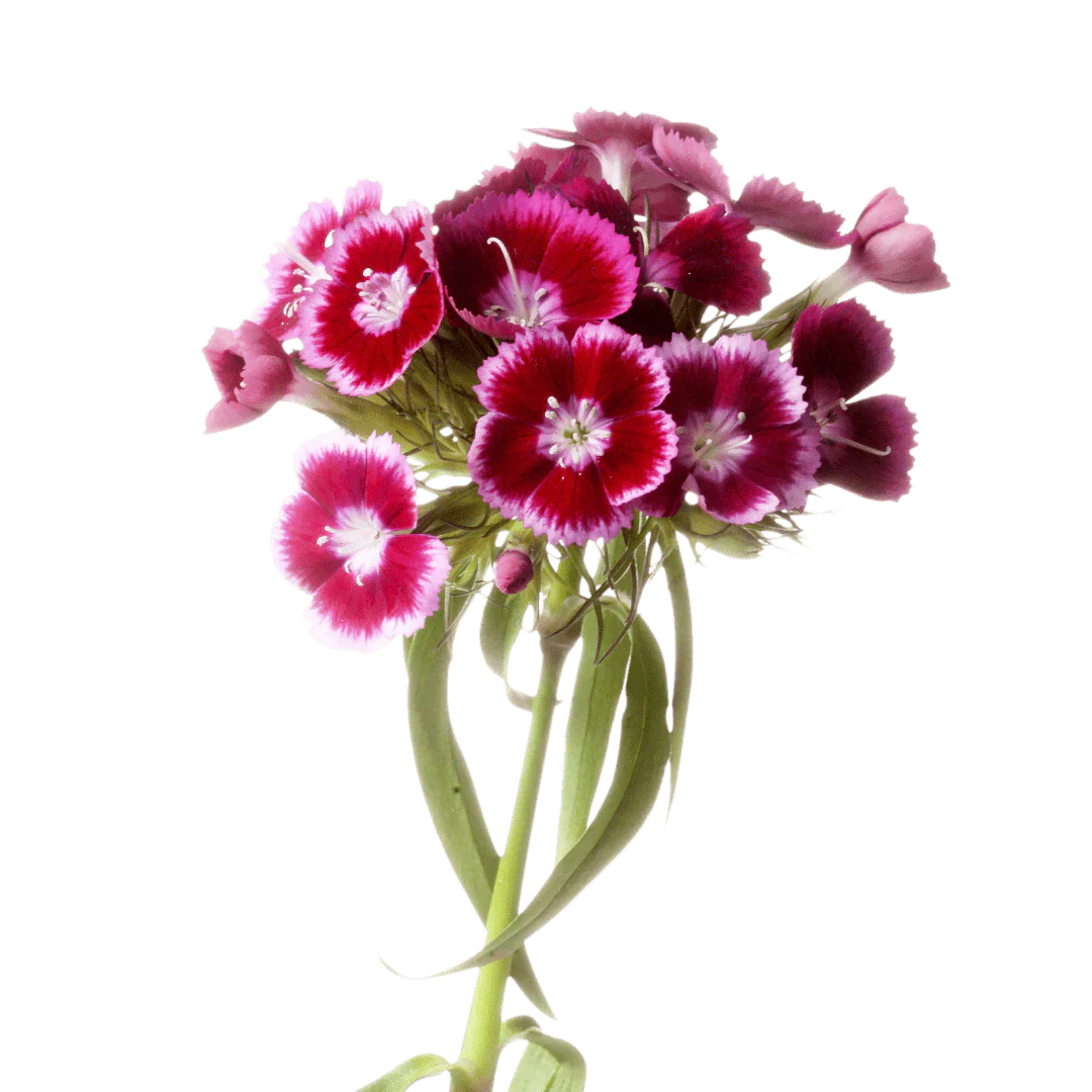 Dianthus seedling