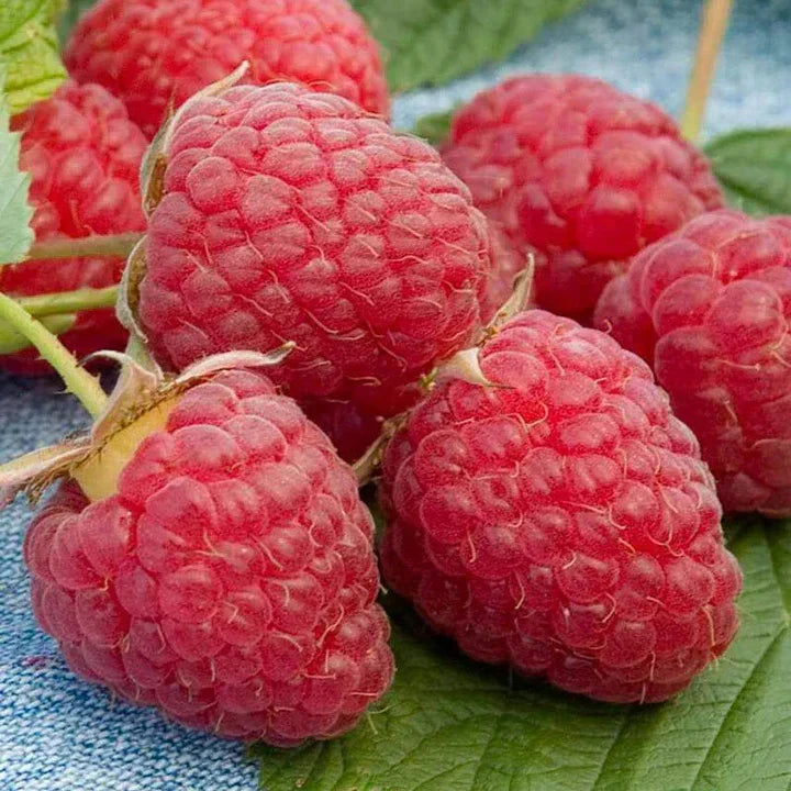 Heritage Everbearing Raspberry Seeds