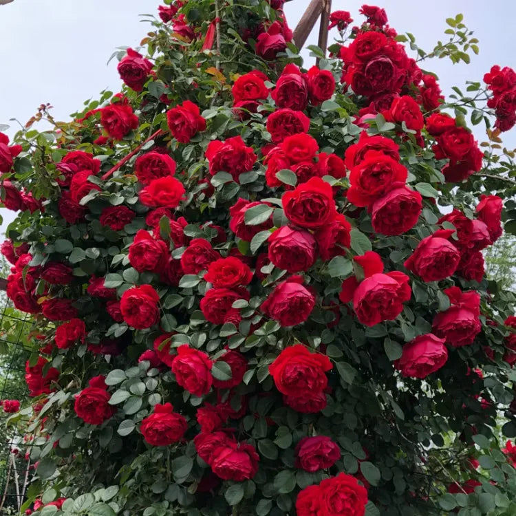 💐Beautiful Climbing Rose Seeds