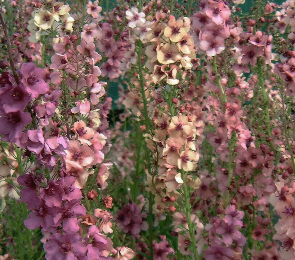 Mullein Mix – Seeds
