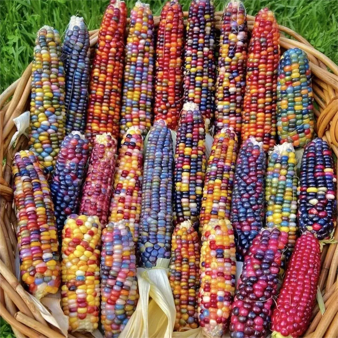 Decorative Corn Gem corn Seeds