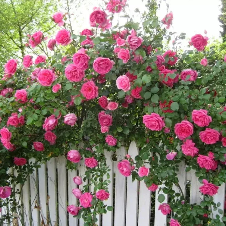 💐Beautiful Climbing Rose Seeds