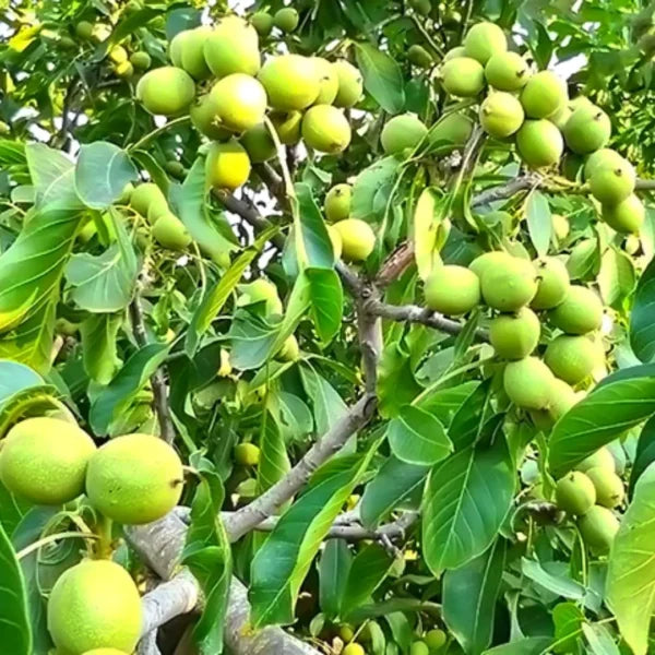 Black Walnut Tree Live Plant – 1 Year Old, 6-12″ Tall