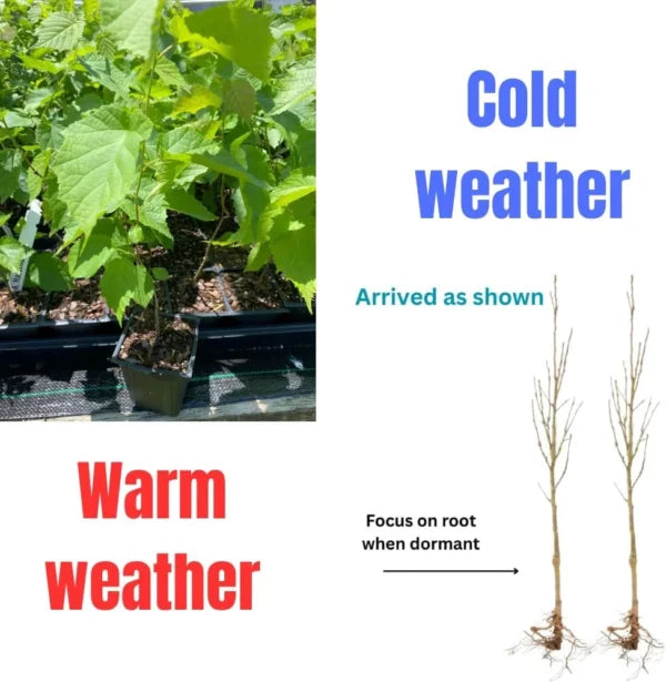 Black Walnut Tree Live Plant – 1 Year Old, 6-12″ Tall