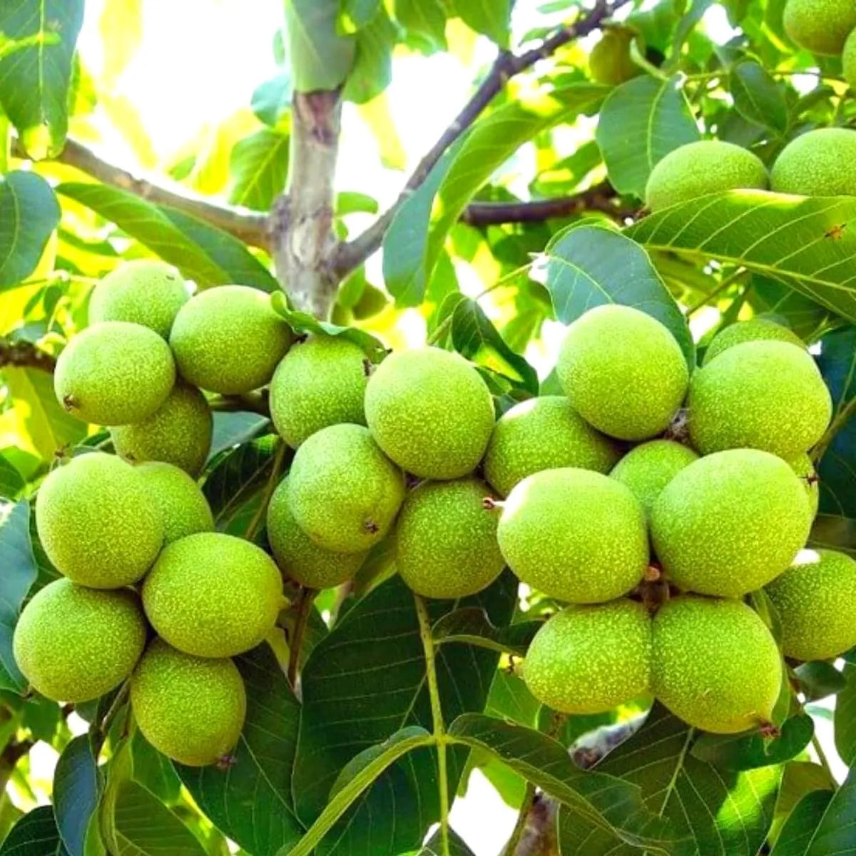 Black Walnut Tree Live Plant – 1 Year Old, 6-12″ Tall