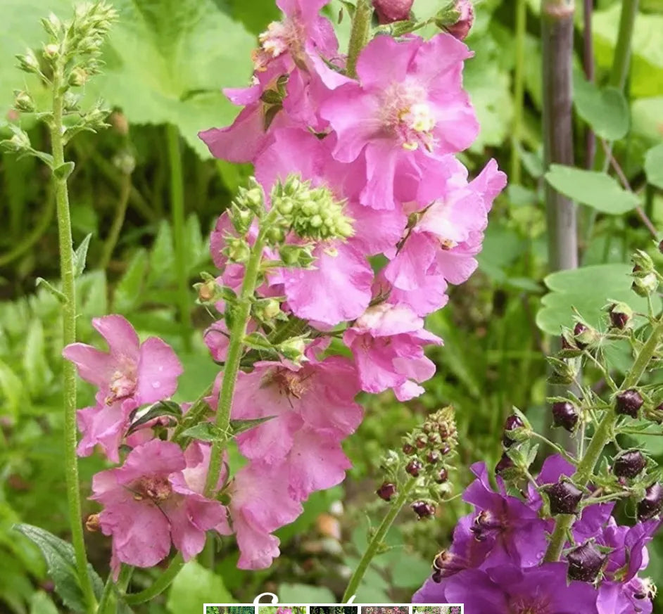 Mullein Mix – Seeds