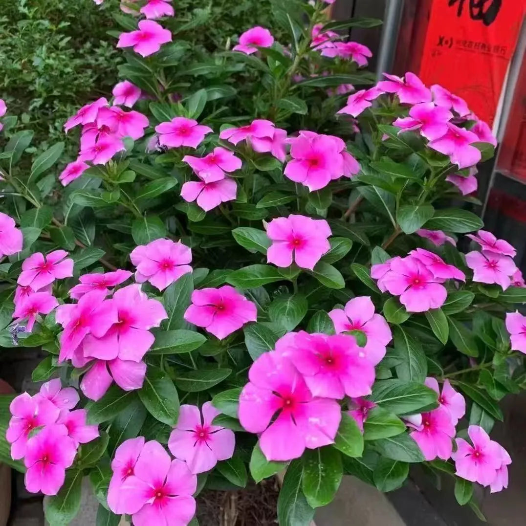 A must-have for beginners—fill your balcony or small courtyard with blooming flowers.