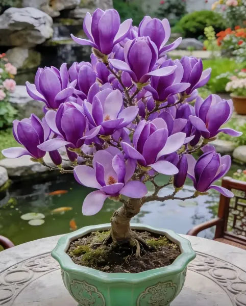 Magnolia liliiflora (Purple Orchids) Bulbs 🌸 Flowers Hide the Leaves, Fragrance Fills the Air