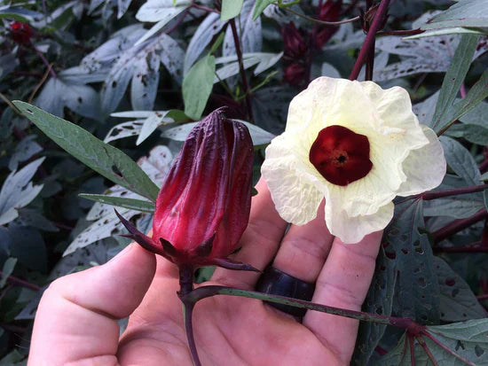 Roselle Seeds - Jamaican Sorrel - Hibiscus sabdariffa