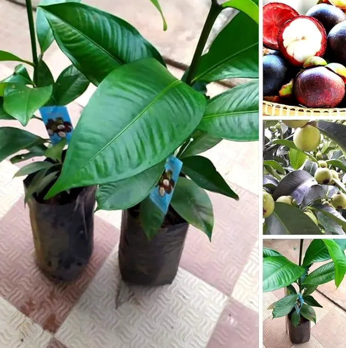 Mangosteen Live Plant Seedling | Tropical Fruit Plant for Home Garden | Purple Mangosteen Sapling