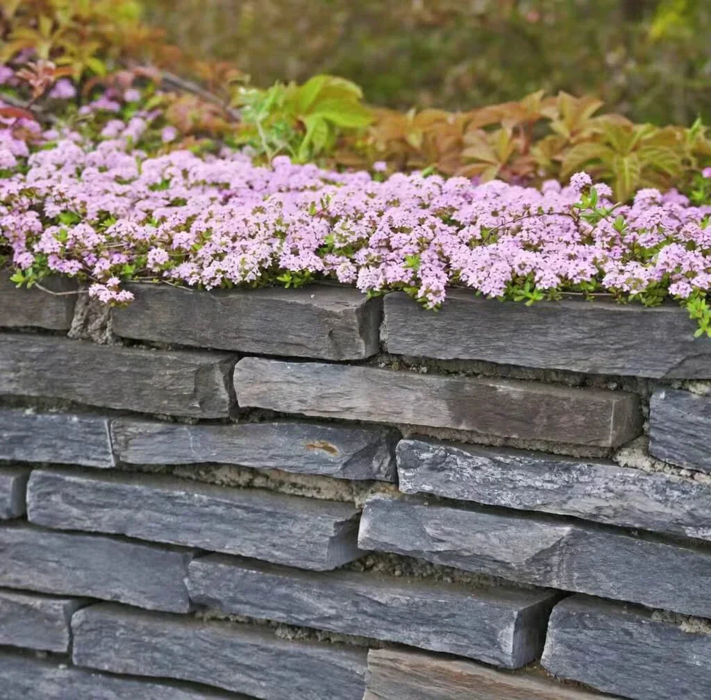 Creeping Thyme Seeds — 25 Count 🌿