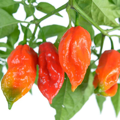 Ghost Bhut Jolokia Pepper | Live Plants | Non-GMO, High Yield,