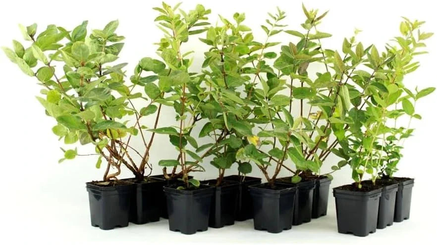 Haskap Berry Live Plant – Cold Hardy Blue Honeysuckle Bush Seedling