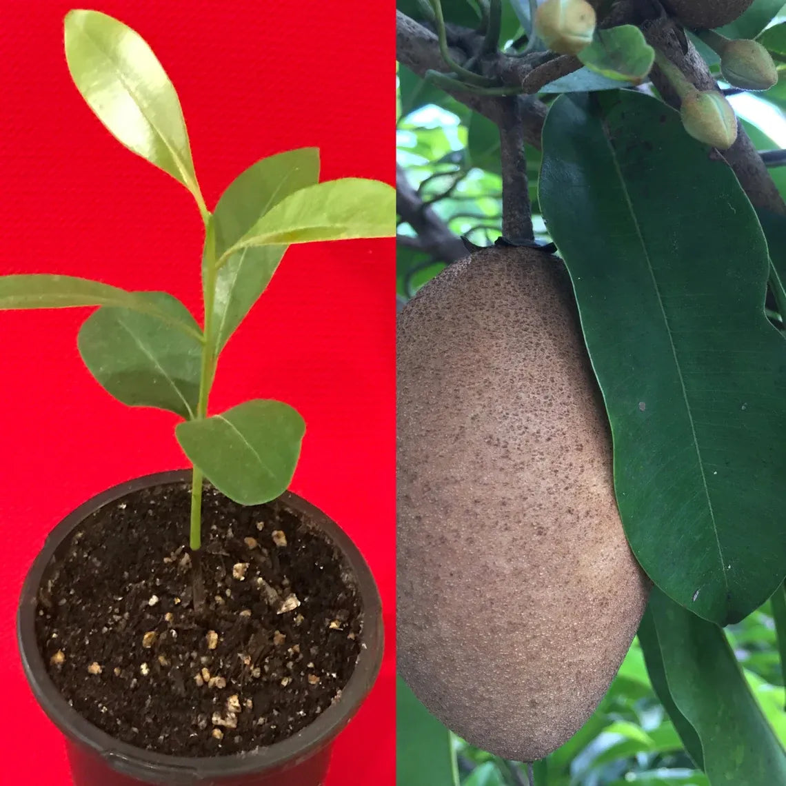 Sapodilla Manilkara ZTree Starter PLANT Seedling