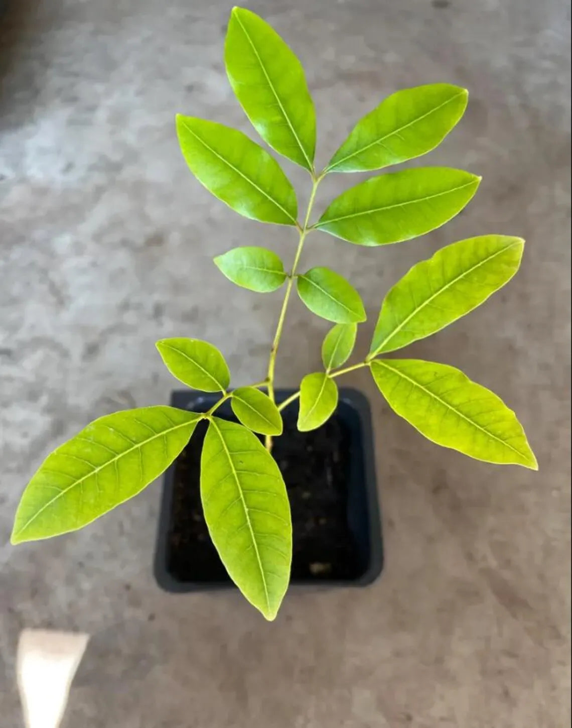 Longan Dimocarpus Plant Live for Planting, Dragon Eye Tropical Live Fruit Tree Sweet Fruit Longan Tree