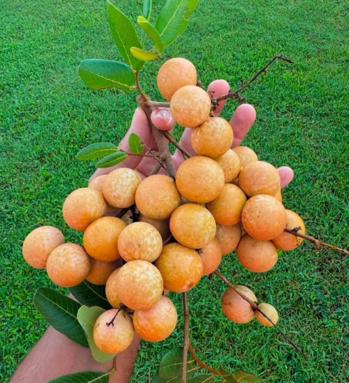 Longan Dimocarpus Plant Live for Planting, Dragon Eye Tropical Live Fruit Tree Sweet Fruit Longan Tree