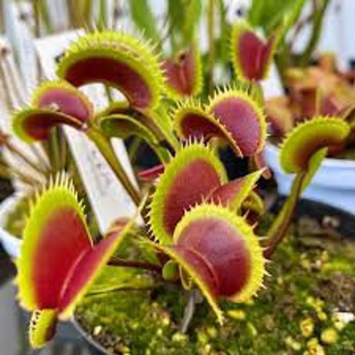 Venus Fly Trap Seeds: Carnivorous Plant, DIY Gardening Flytrap, Easy Care, Indoor & Outdoor Use, Kids Love These